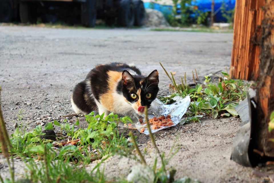 Новий котяра в гаражі) 2