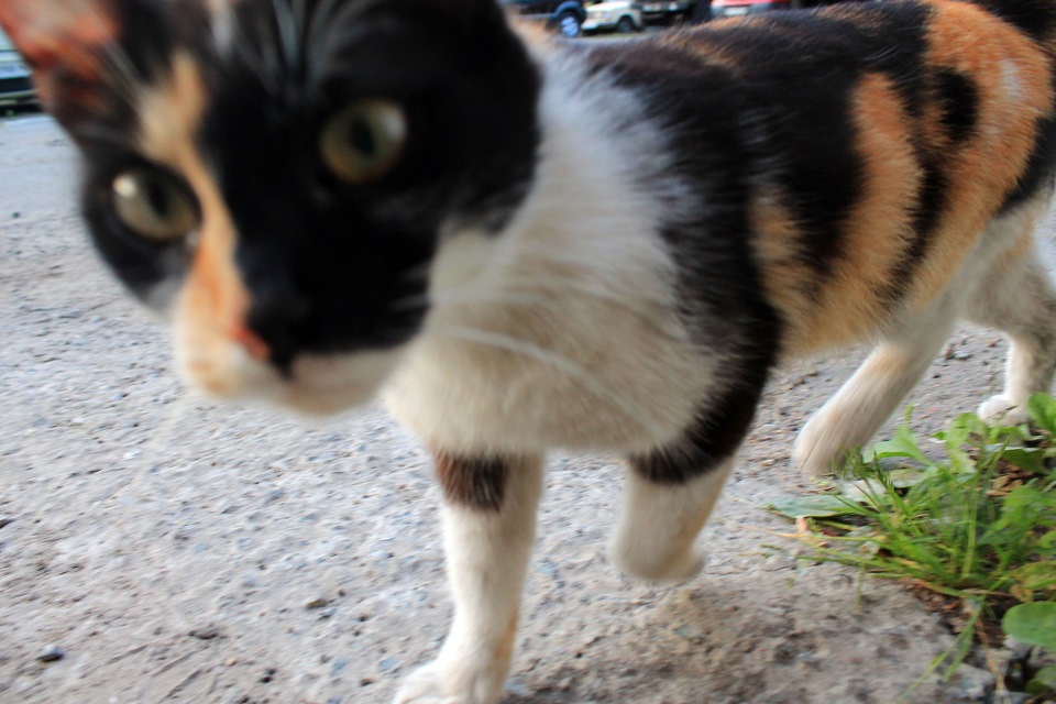 Новий котяра в гаражі) 5