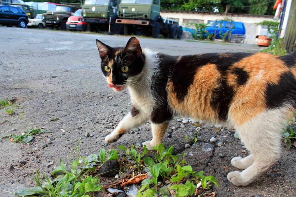 Новий котяра в гаражі) 4
