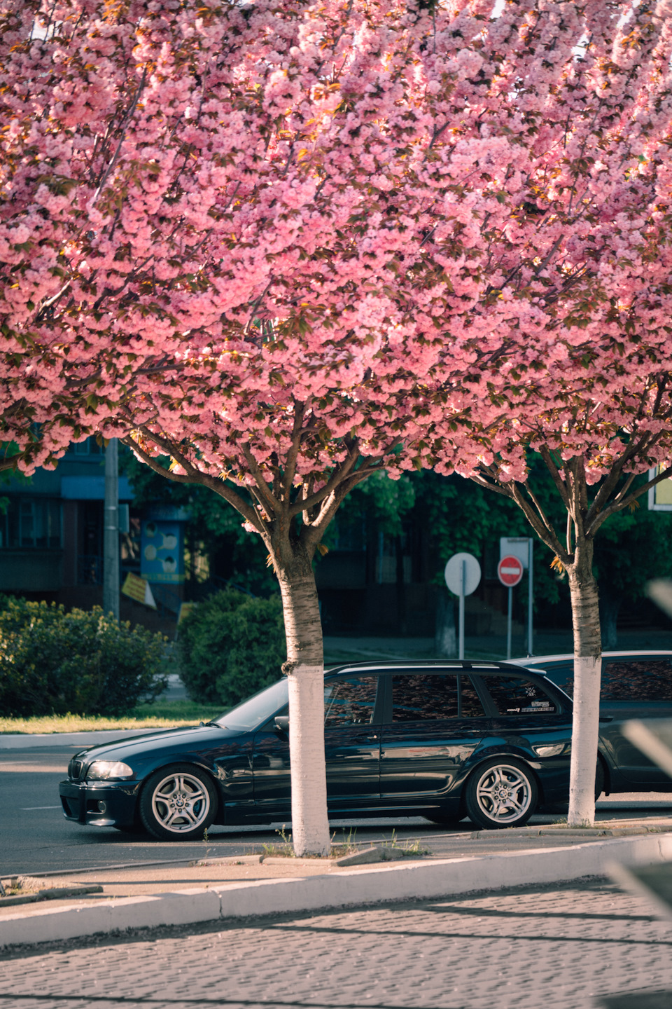 Фото E46 під сакурою 5