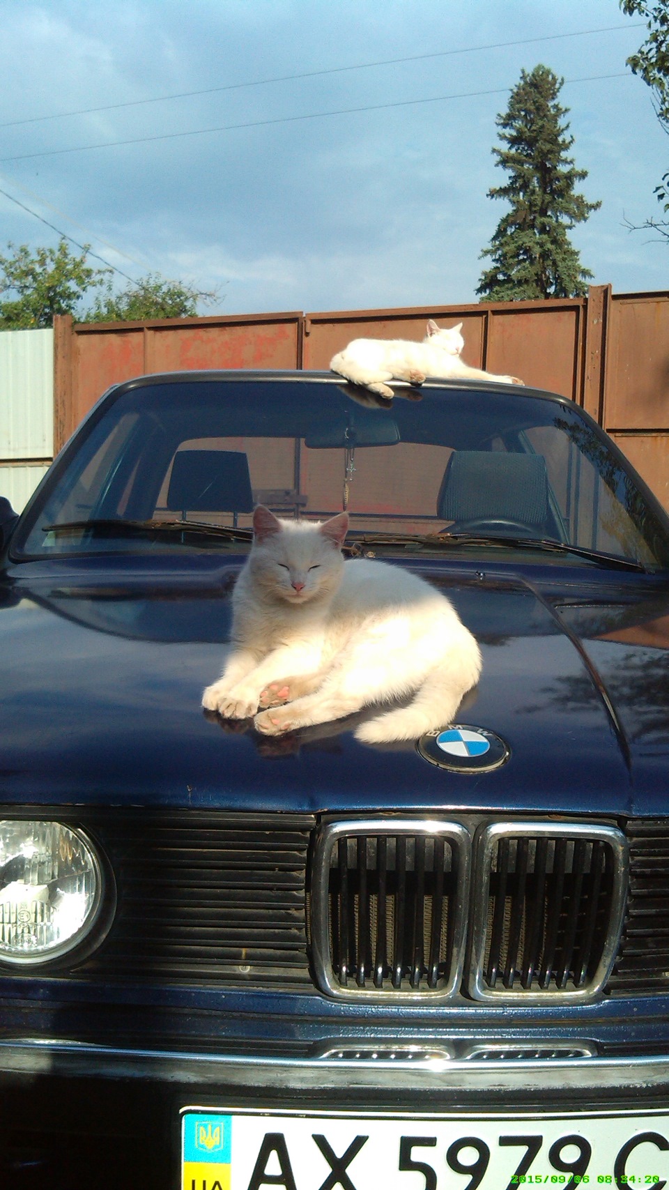Котейки теж люблять BMW))) 1