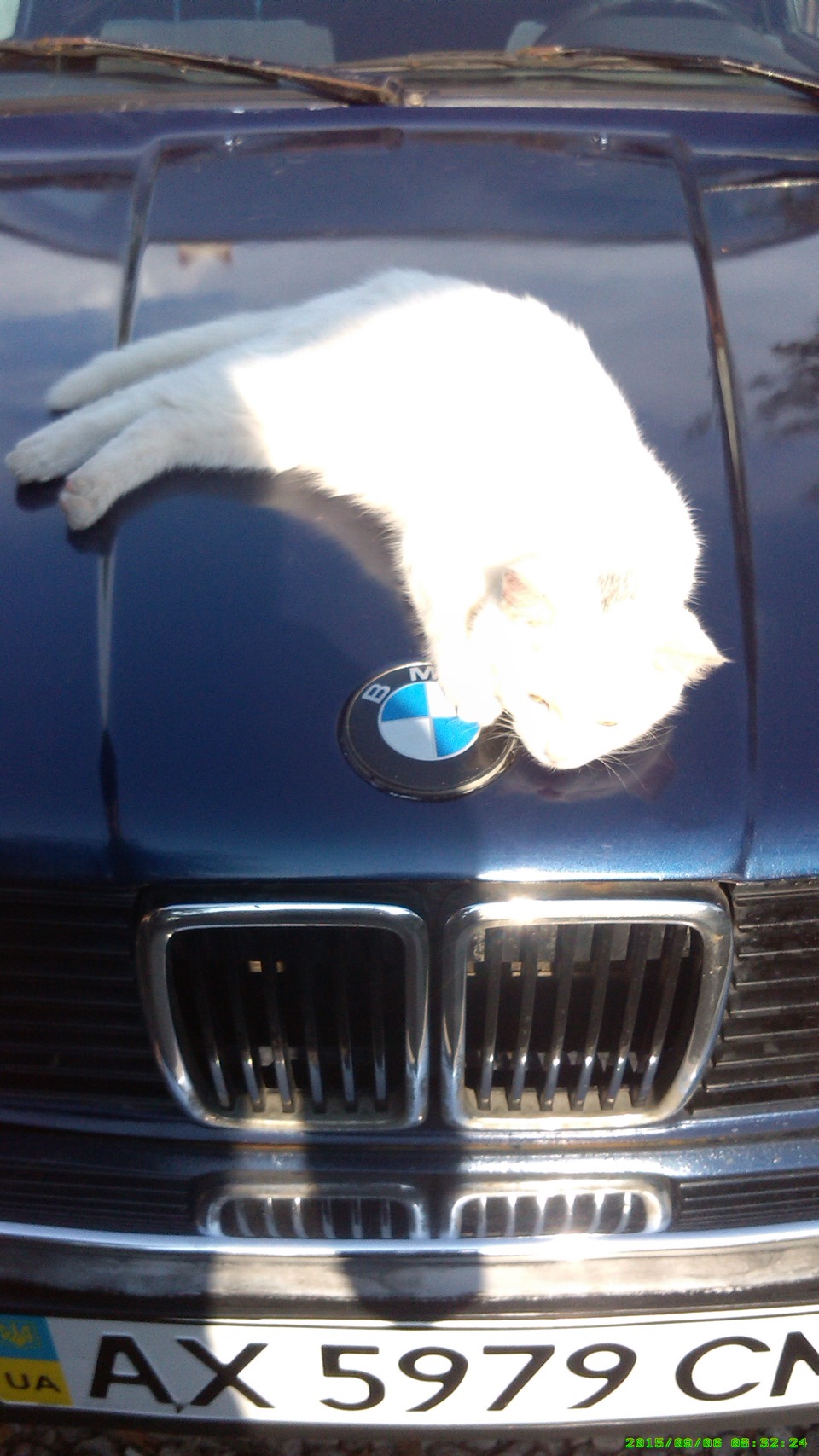 Котейки теж люблять BMW))) 3