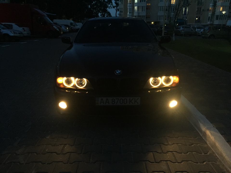 Американ цибуля 1