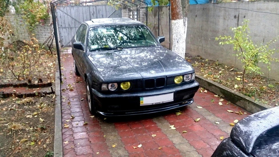 Аля димчасті Depo на перед)