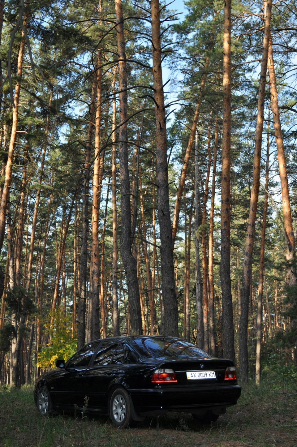 За грибами 5