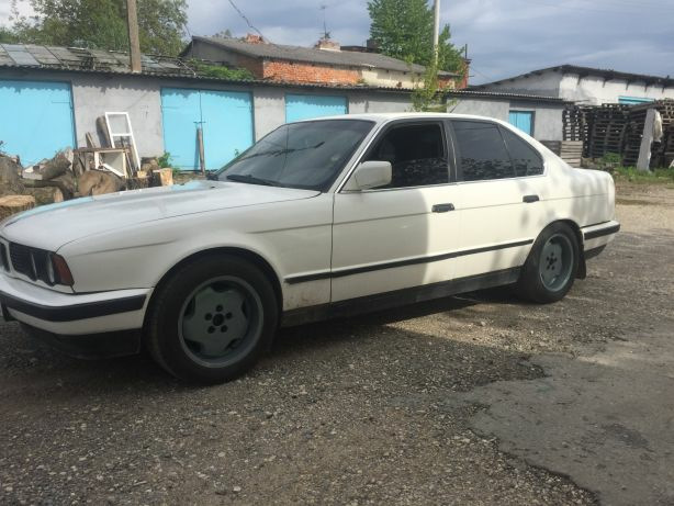 Тапуси ронделусики))) 2