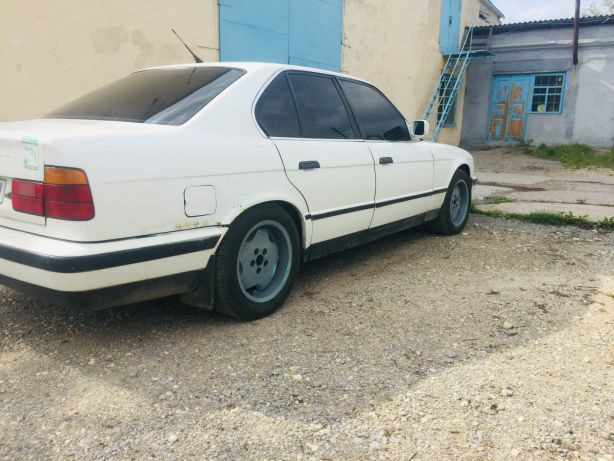 Тапуси ронделусики))) 1