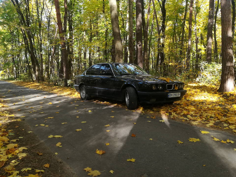 Осінь, ліс, BMW/// 2