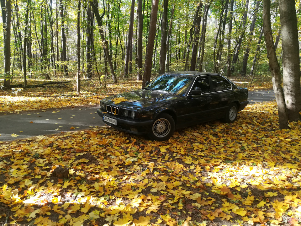 Осінь, ліс, BMW/// 3