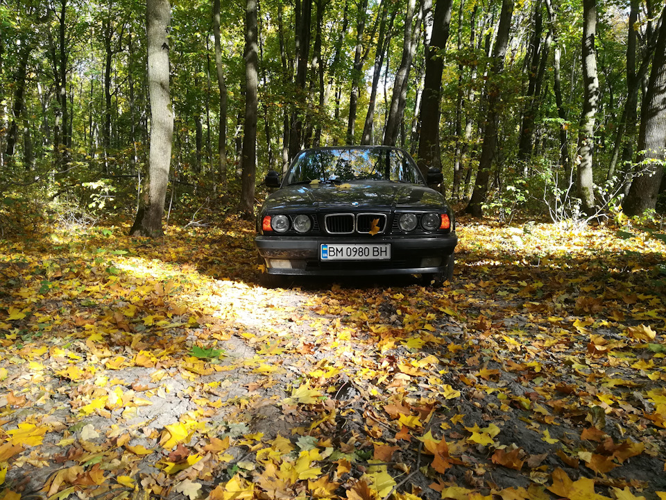 Осінь, ліс, BMW/// 4