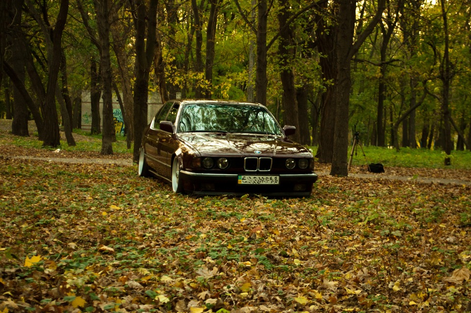 Ліс чарівний 2