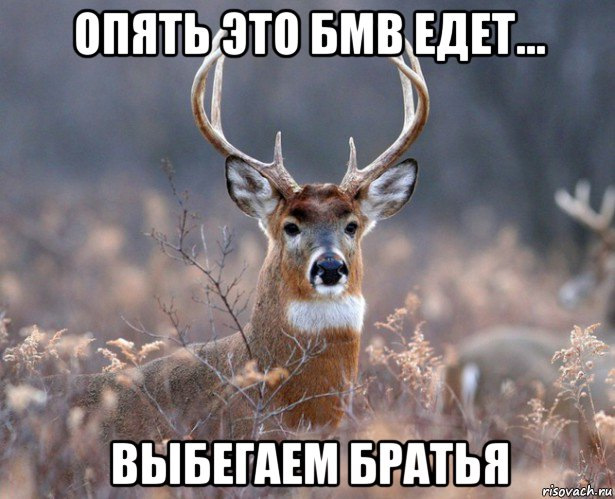 Обережно: Олені! - нова рубрика в БЖ + невеликий ремонт 1