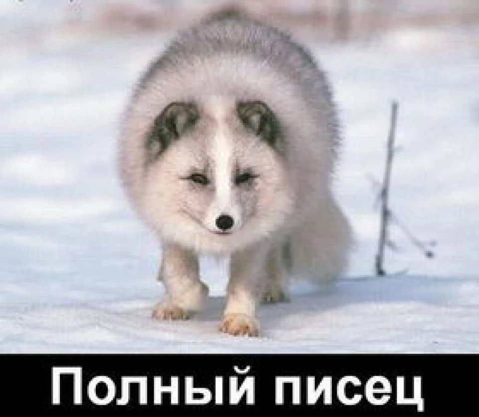 А. К. П. П. Ц.
