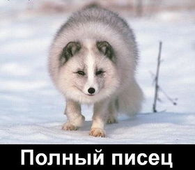 А. К. П. П. Ц. 1