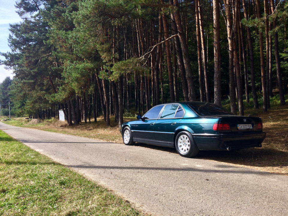 Хвойний ліс 4