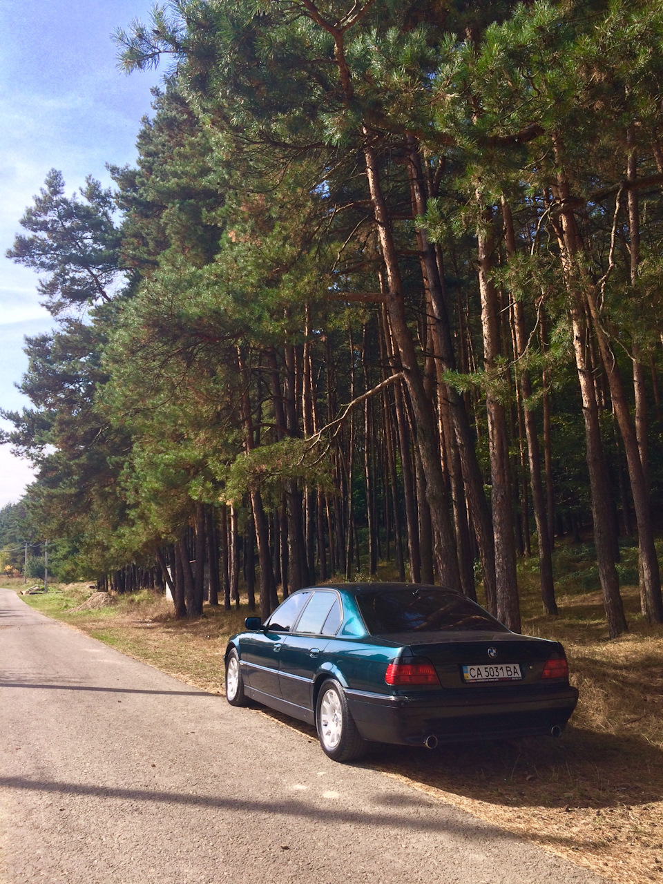 Хвойний ліс 5