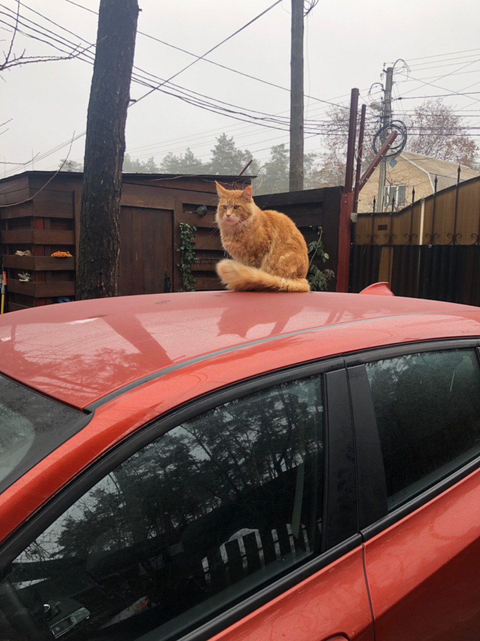 Запис, 4 лютого 2019 1