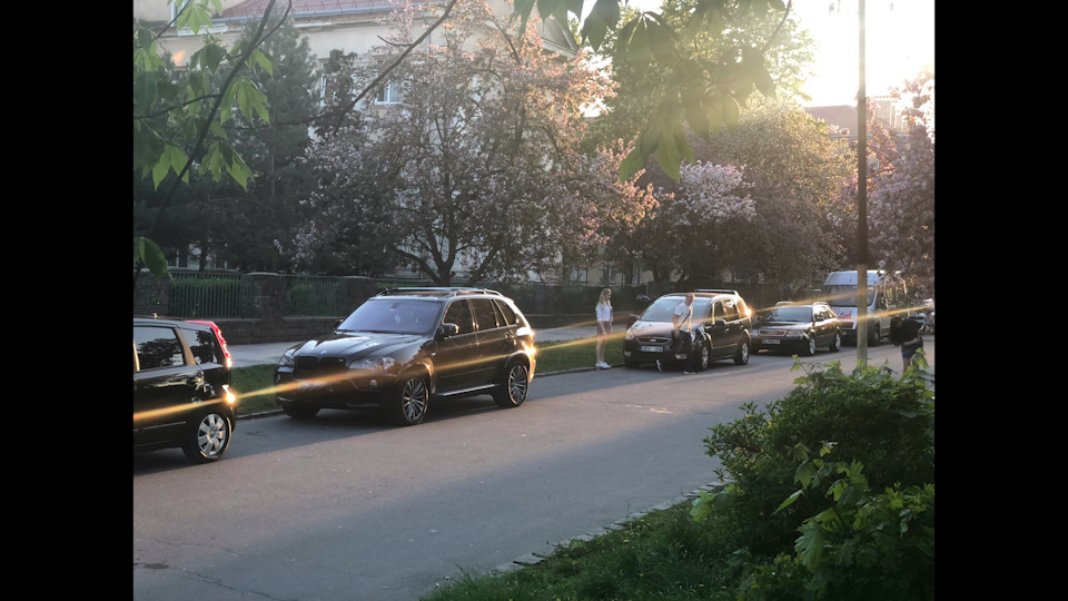 Сакура зацвіла в Ужгороді, на вихідні рвонули туди! 3