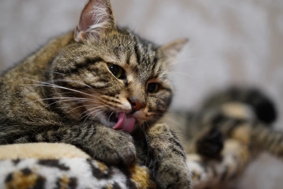 Джойстик cic на ССС