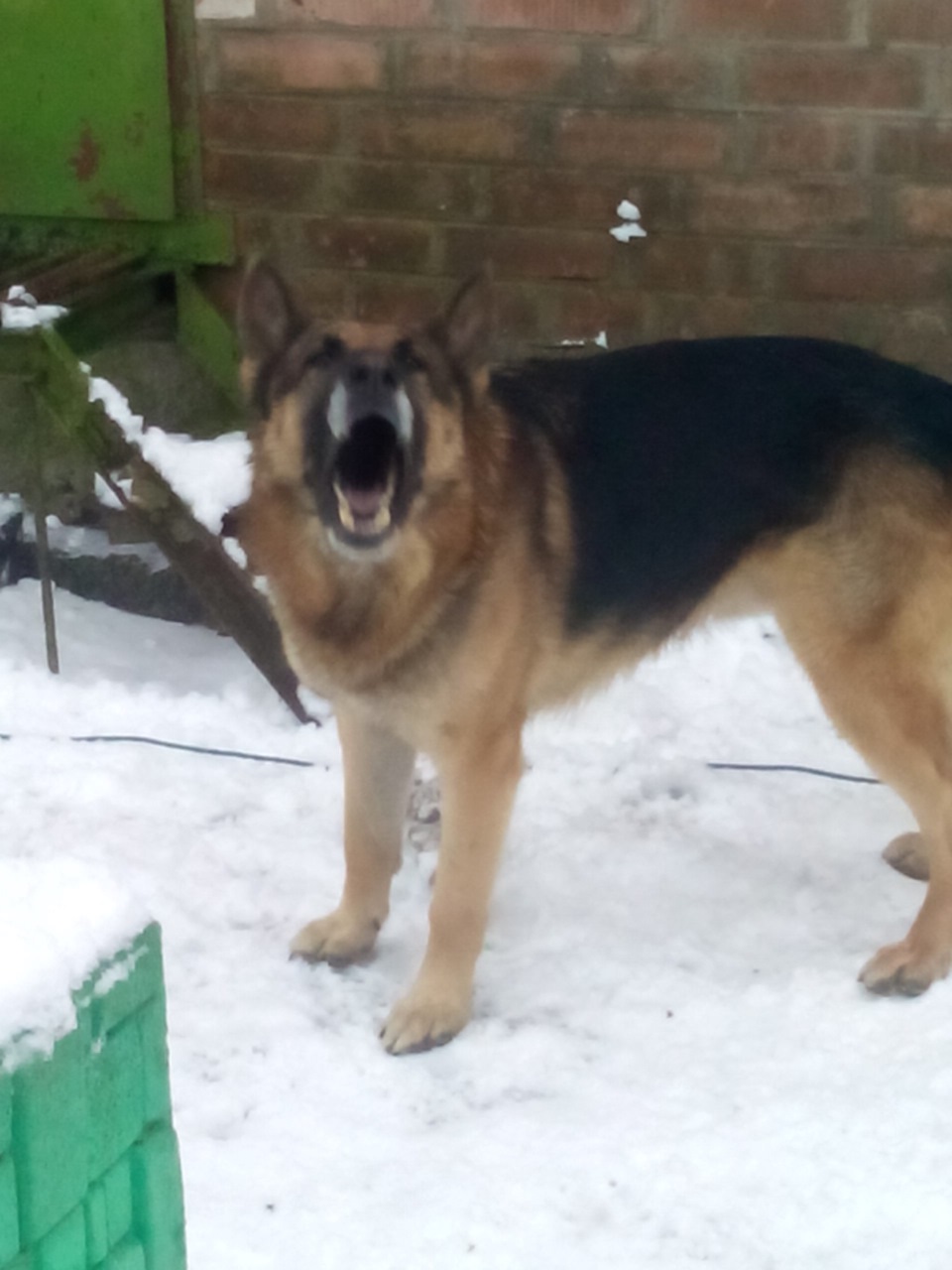 DOG&WINTER 5