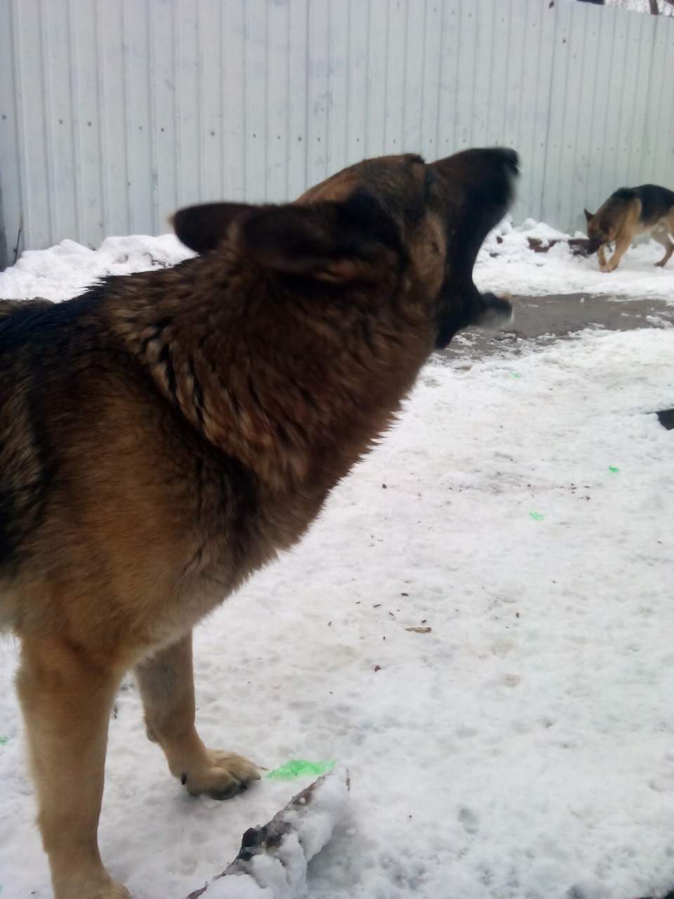 DOG&WINTER 2