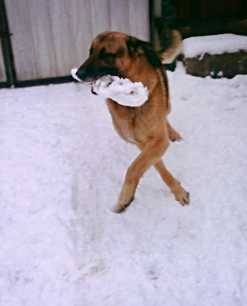 DOG&WINTER 3