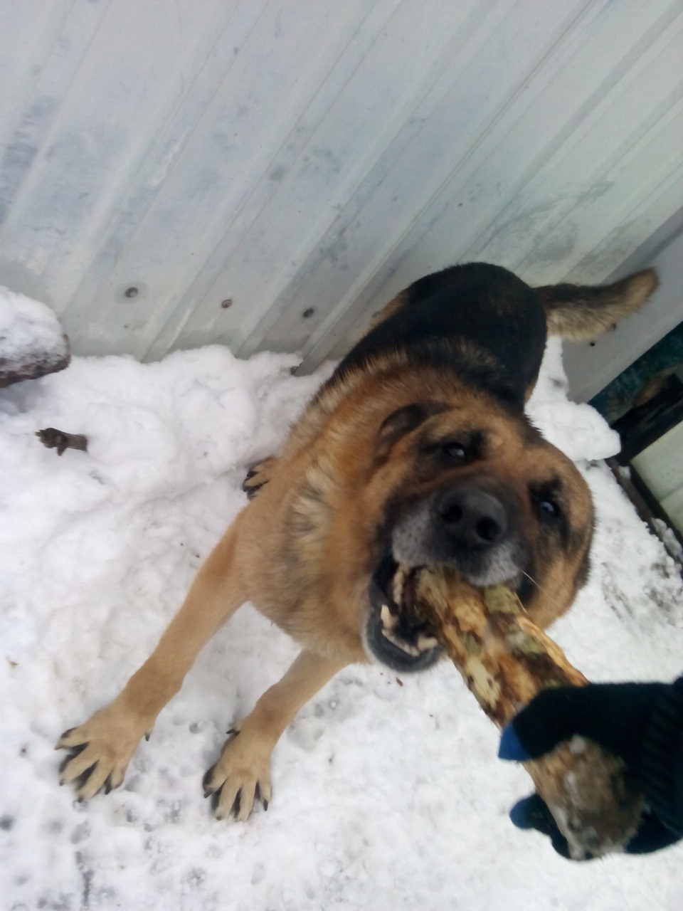 DOG&WINTER 1