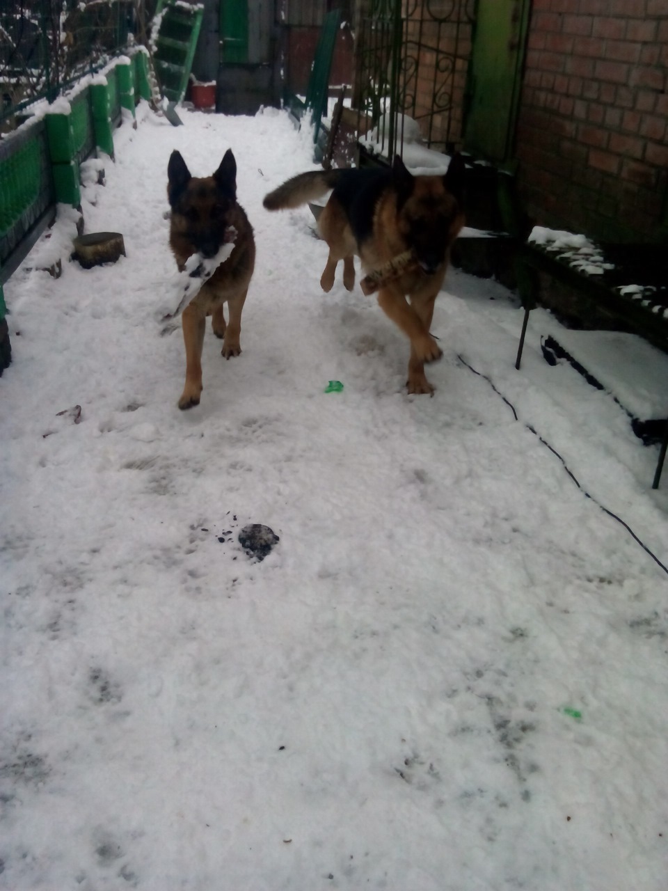 DOG&WINTER 4