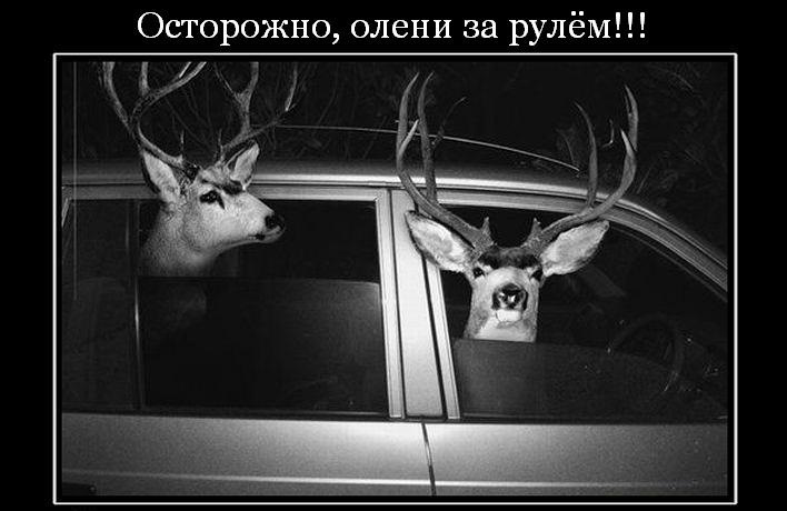 Олені навколо нас ...! 1