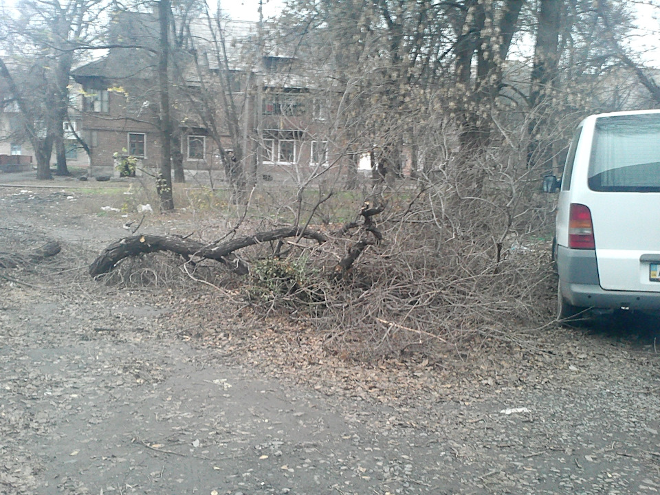 На Елару напало дерево 1