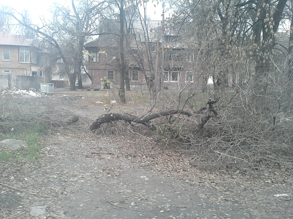 На Елару напало дерево 2