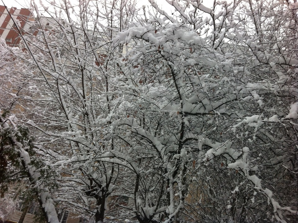 Предновогодне чудо 2
