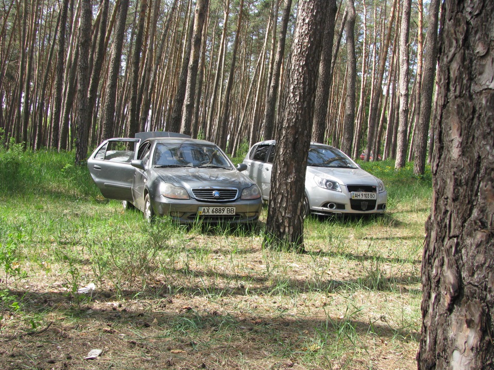 Лісовий фтосетик. 1