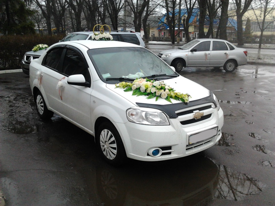 ось і продалася моя маленька овечка 1