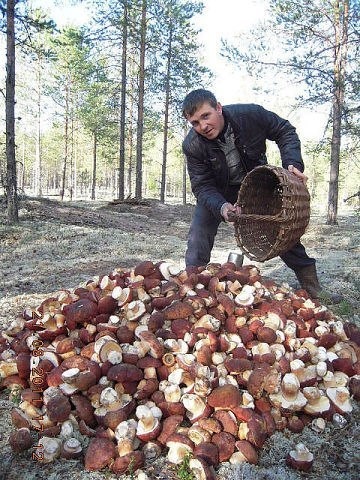 Для любителів грибів))) 5