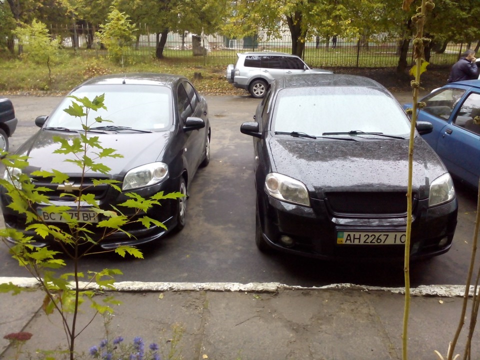 Пару овечок 3