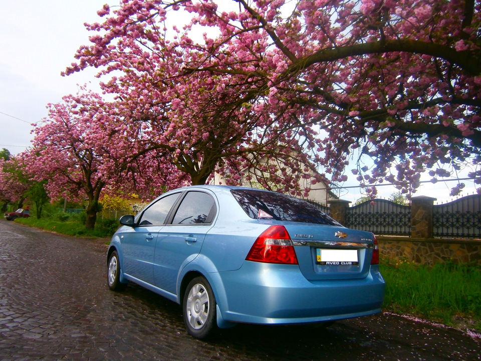 Sakura fest 2