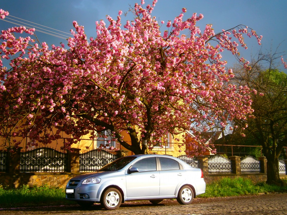 Sakura fest 1