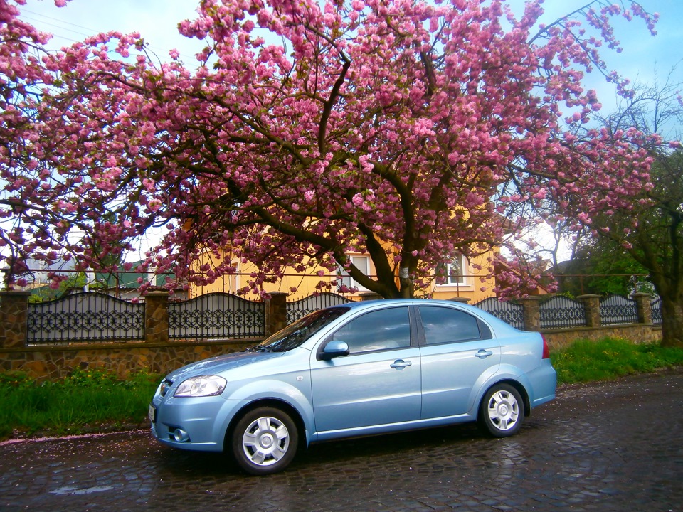 Sakura fest 3