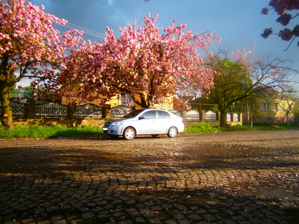 Sakura fest 4