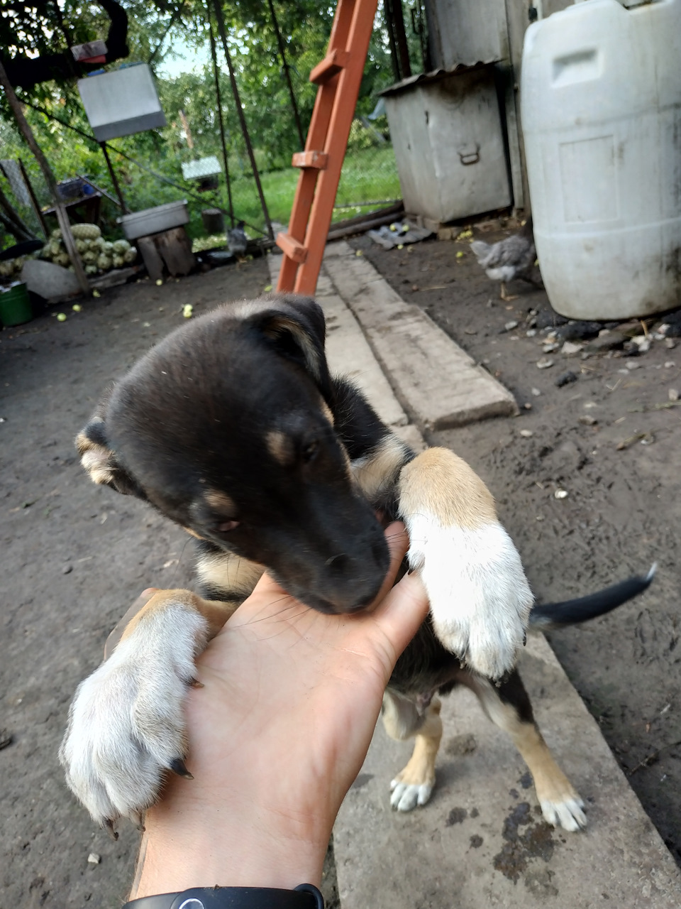 Манок вуличний гонщик))) 2