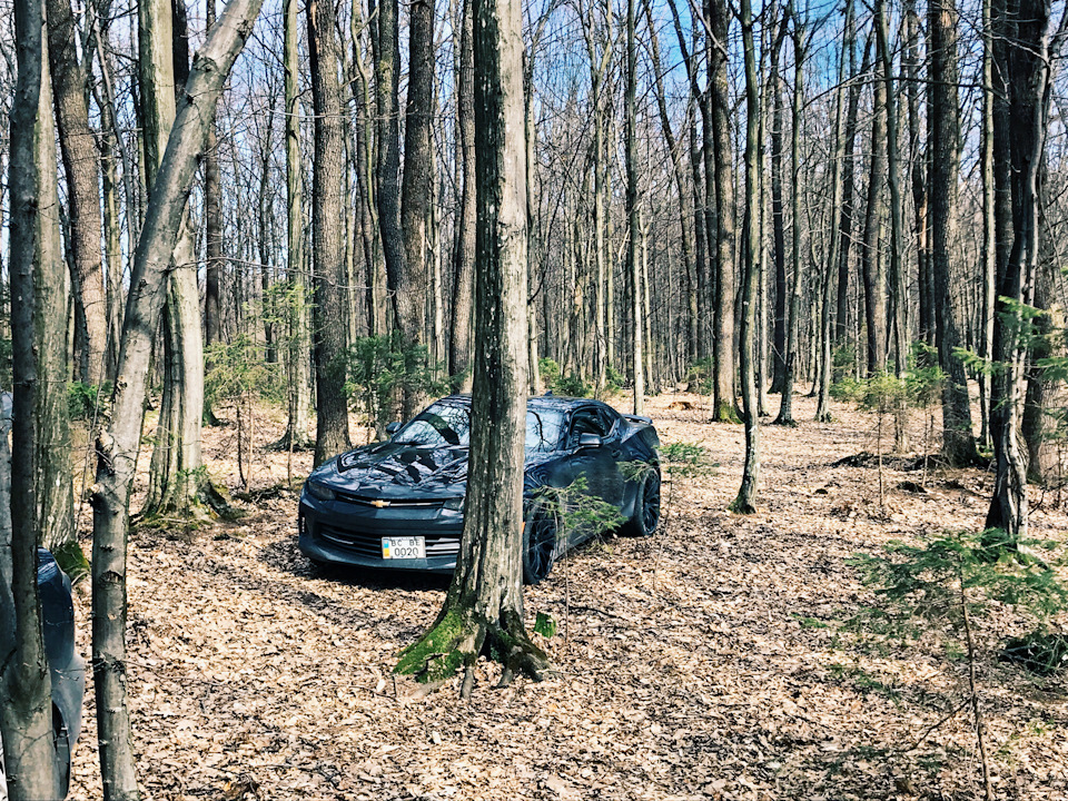 a spring forest trip 2