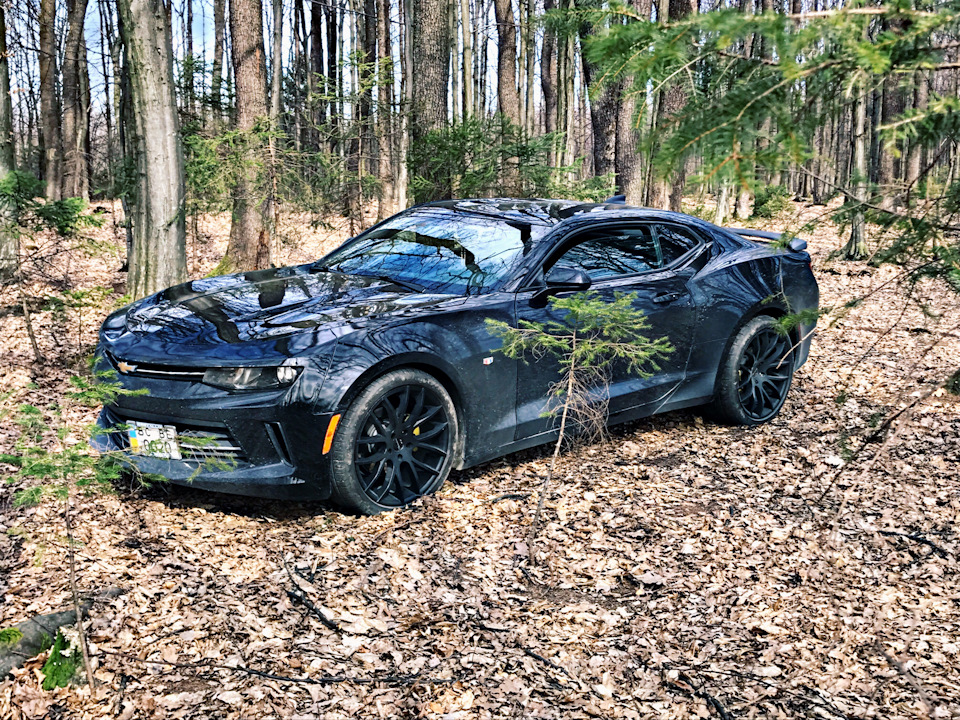 a spring forest trip 1