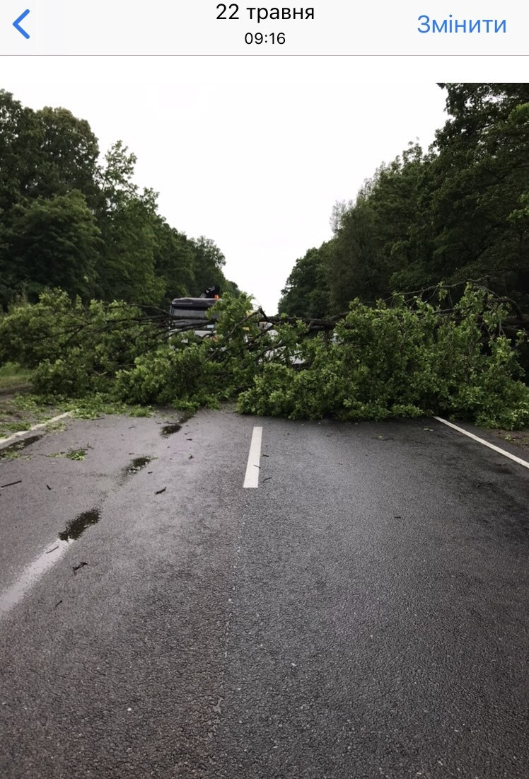 Впало дерево( 4