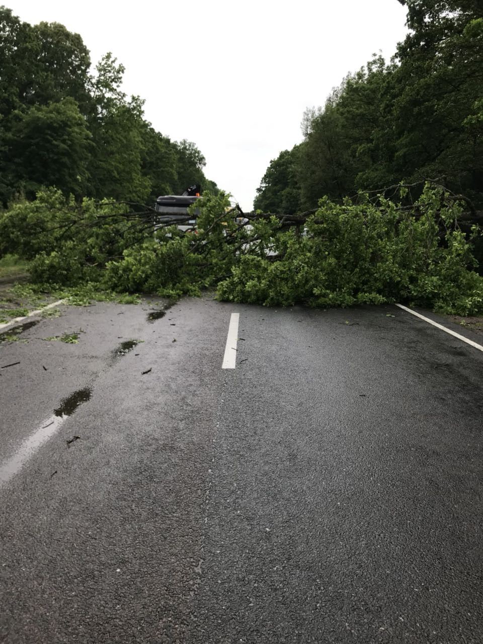 Впало дерево( 2