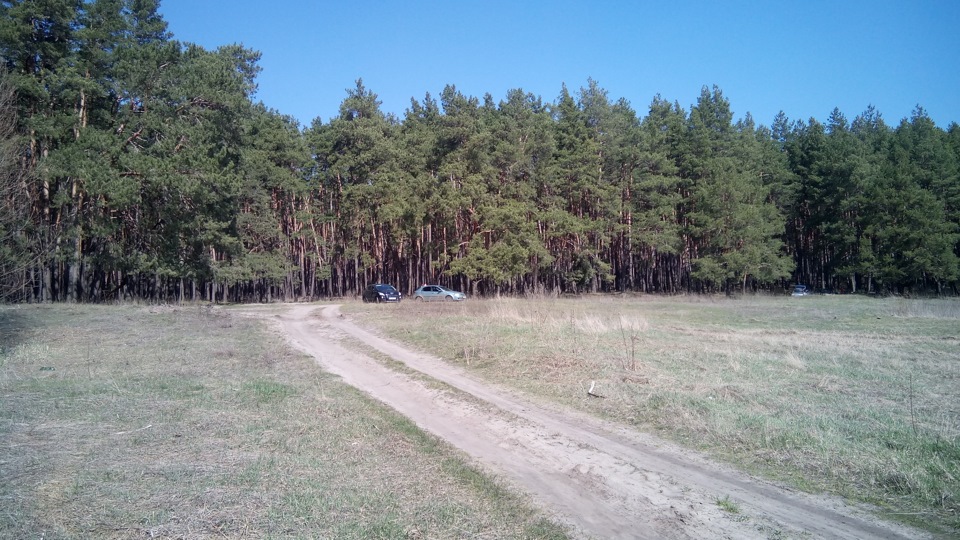 Великодній ліс Кочітка 1