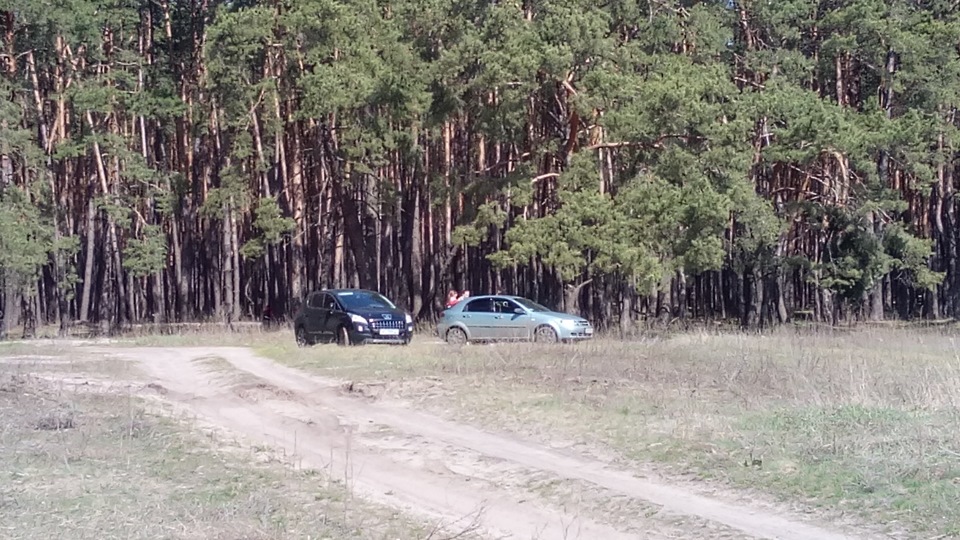 Великодній ліс Кочітка 3