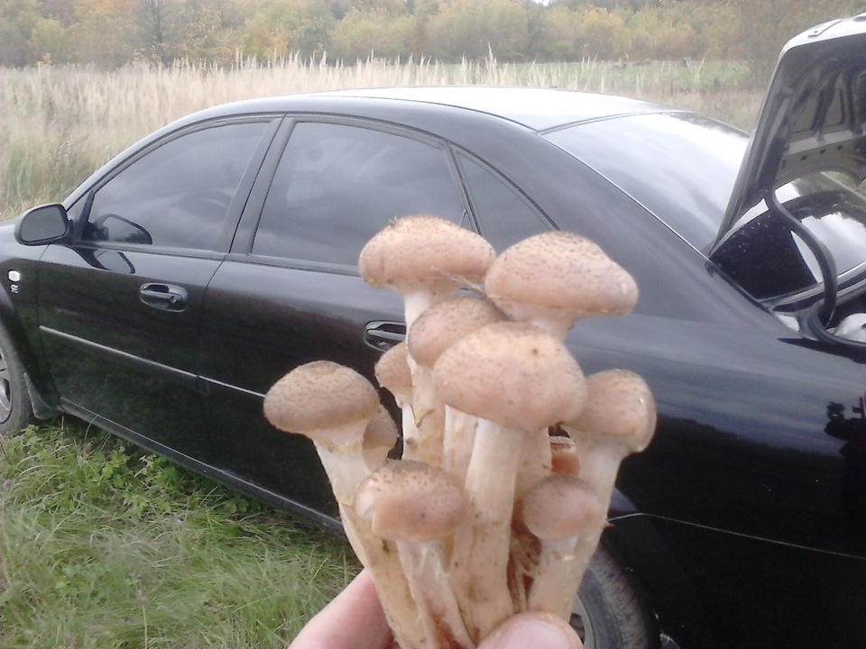 ще разок за грибочками)) 3