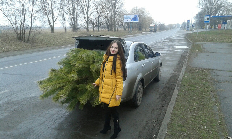 У лісі народилася Ёлочка 2