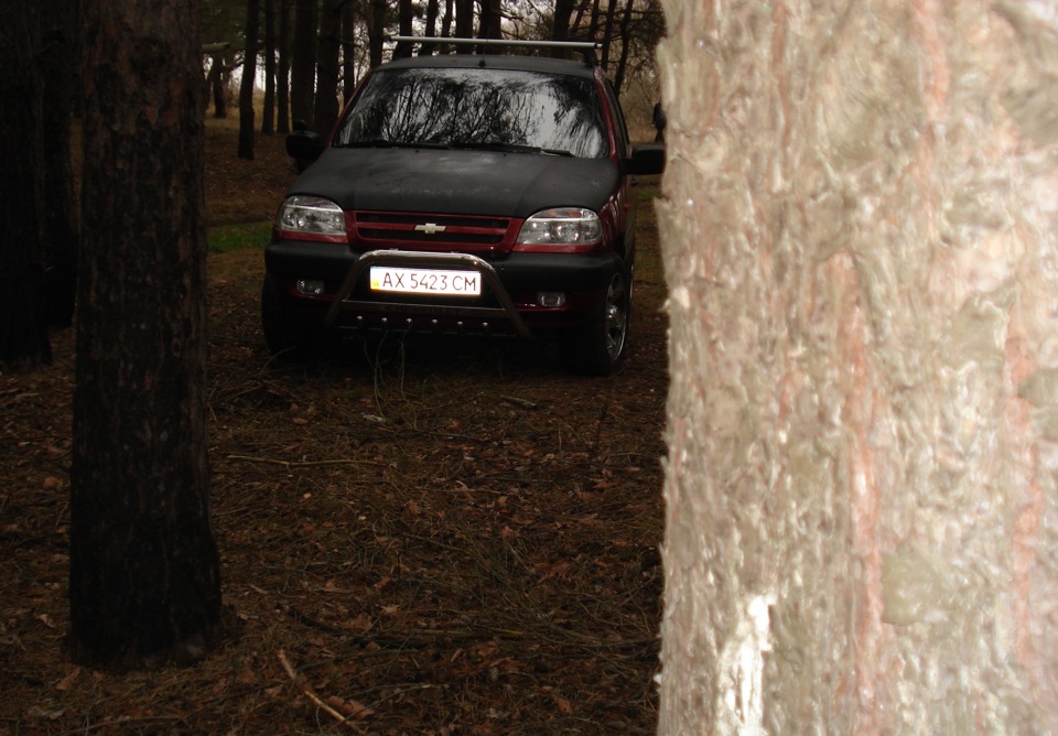 Трохи лісових фоток 3